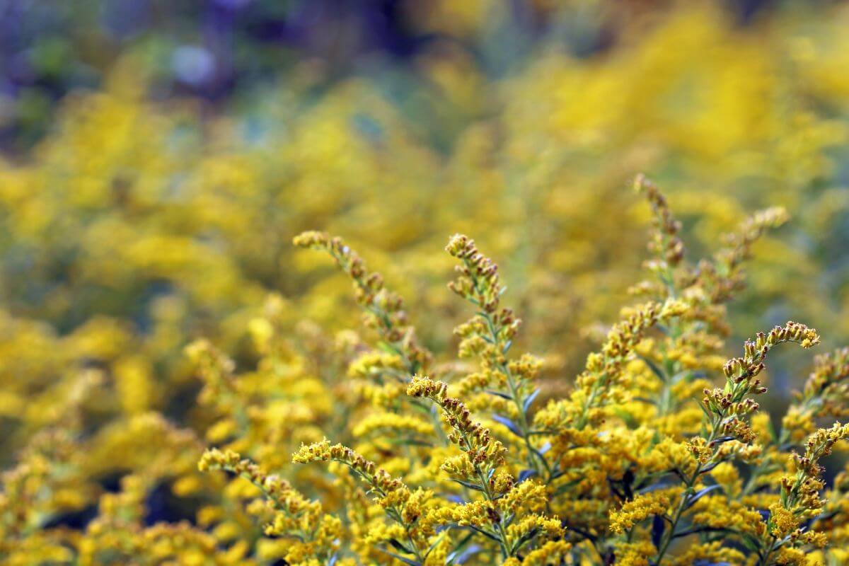 Ragweed Flower Information Ambrosia Artemisiifolia Gardendi