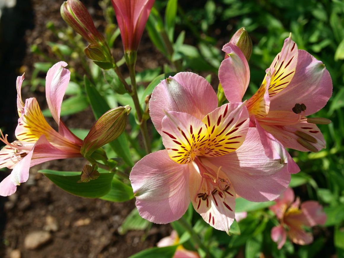 alstroemeria-flower-meaning-care-lily-of-the-incas-gardendi