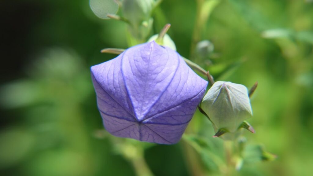 Balloon Flower All You Need to Know Gardendi