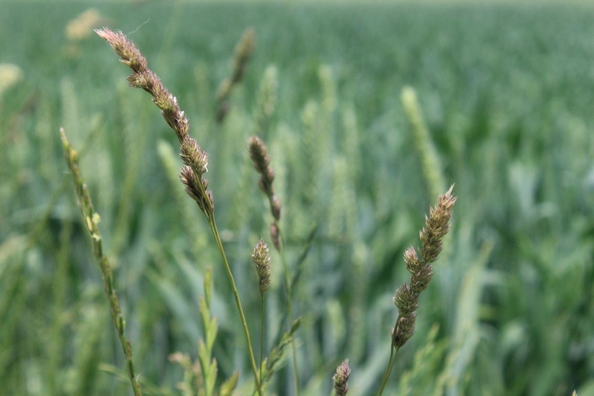 Barnyard Grass Echinochloa Crus Galli Weed Control Gardendi