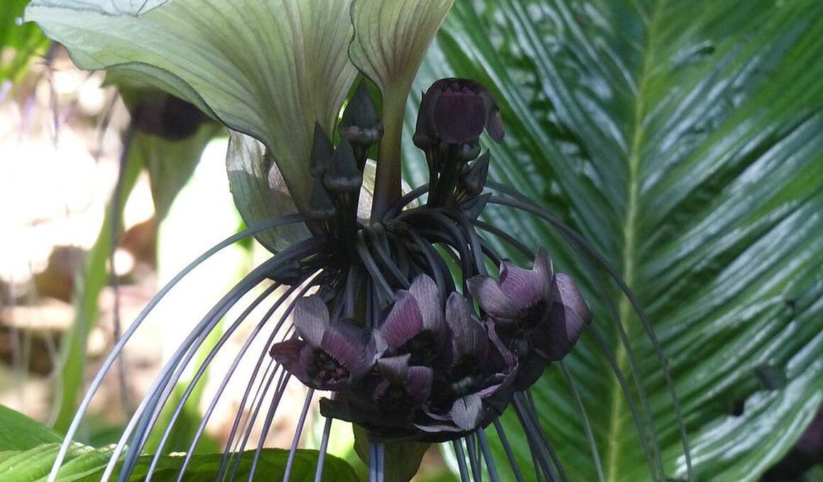 bat flower