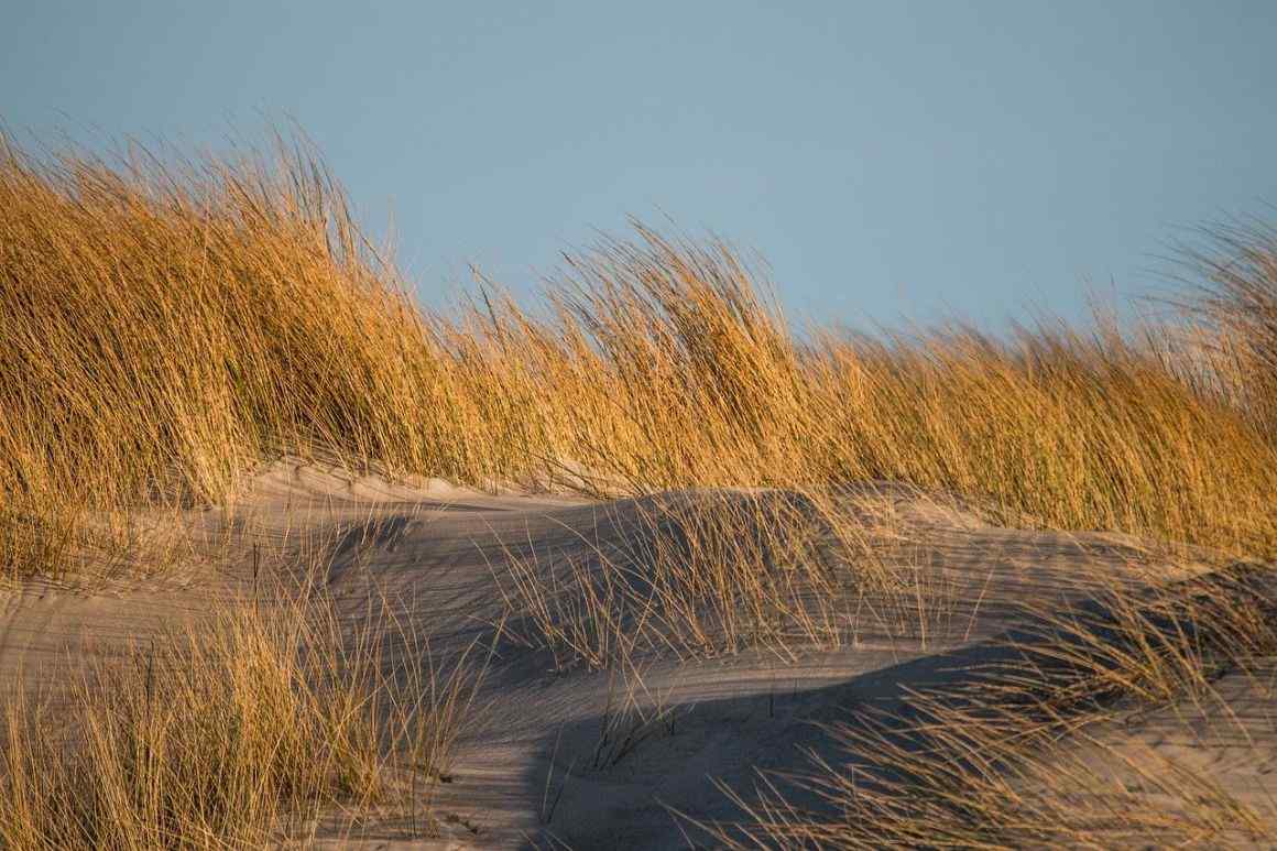 Beach Grass: Grasses that Grow on Dunes – Gardendi