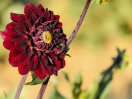 Black Dahlia Flower