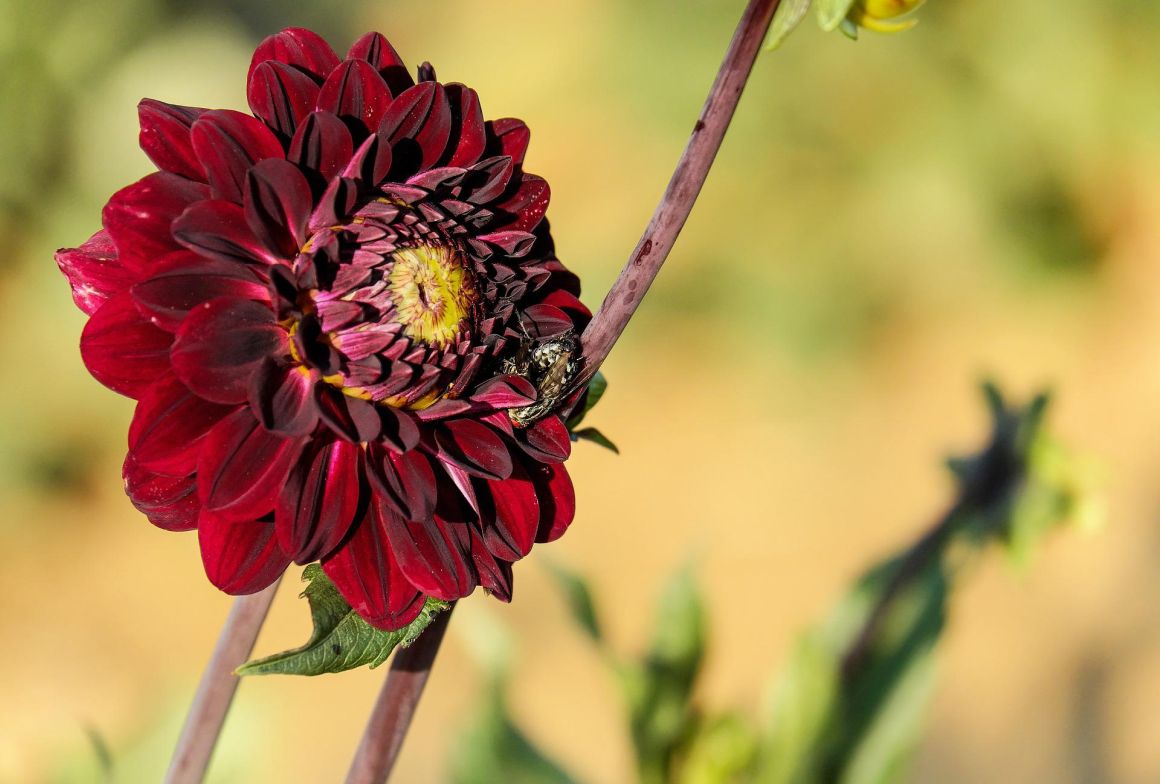 Black Dahlia Flower. Plant Guide– Gardendi