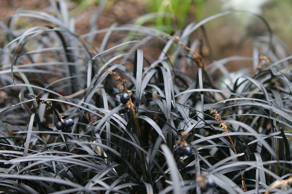 Black Mondo Grass: Ophiopogon Care – Gardendi