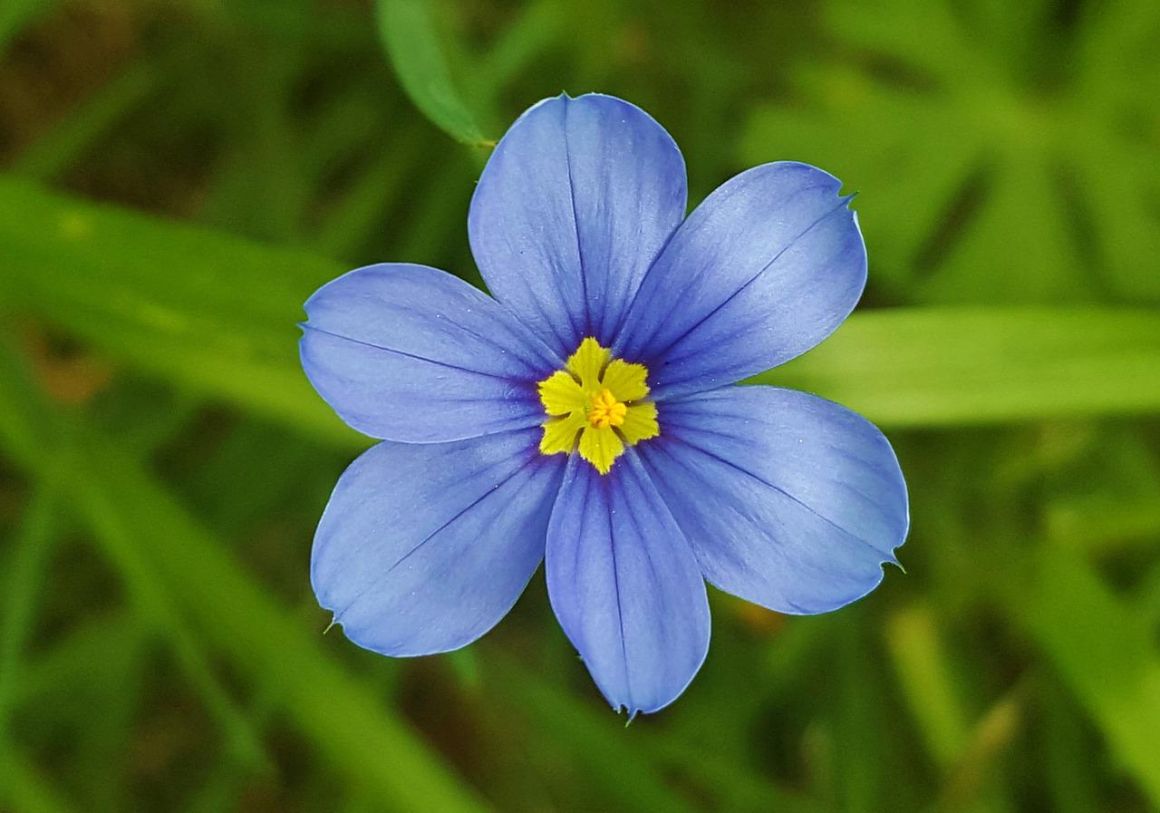 BlueEyed Grass Sisyrinchium Care Gardendi