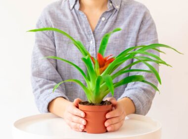 bromeliad plant care