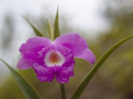 cattleya flower