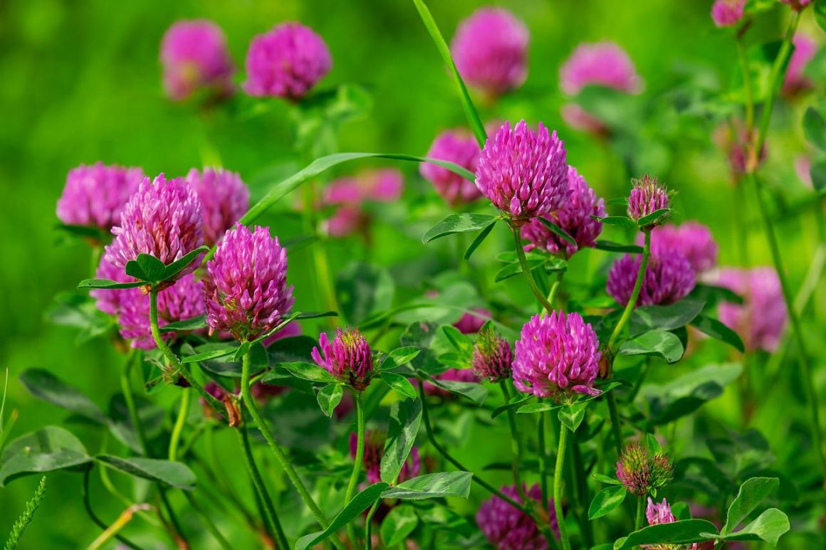 Clover Flower – Trifolium Flower Types, Uses and Facts – Gardendi