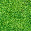 clover grass