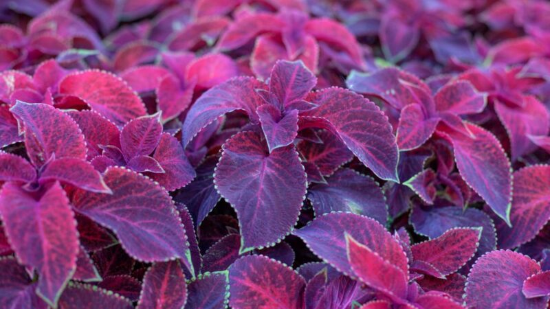 Coleus Plant Care. Best Gardener Tips – Gardendi