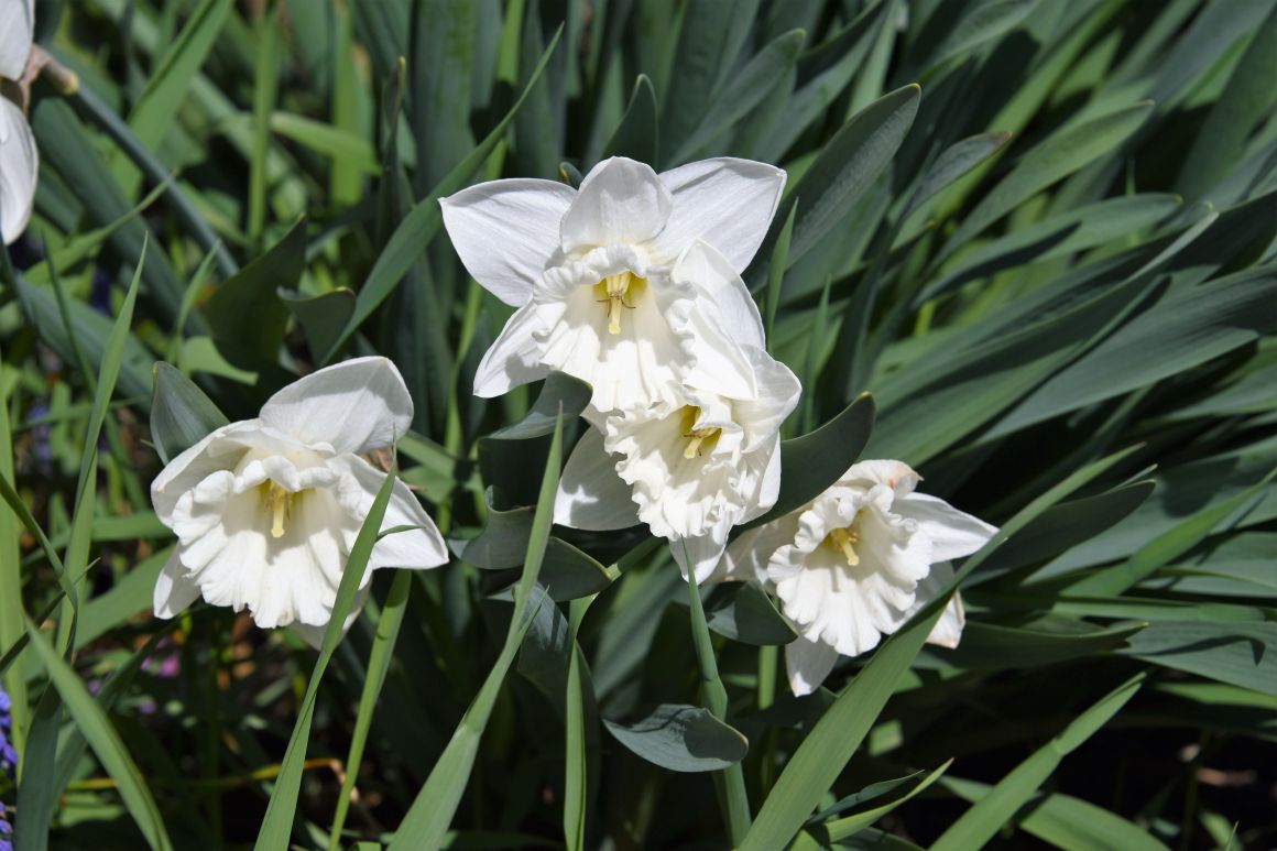 December Birth Flower Holly and Narcissus Gardendi
