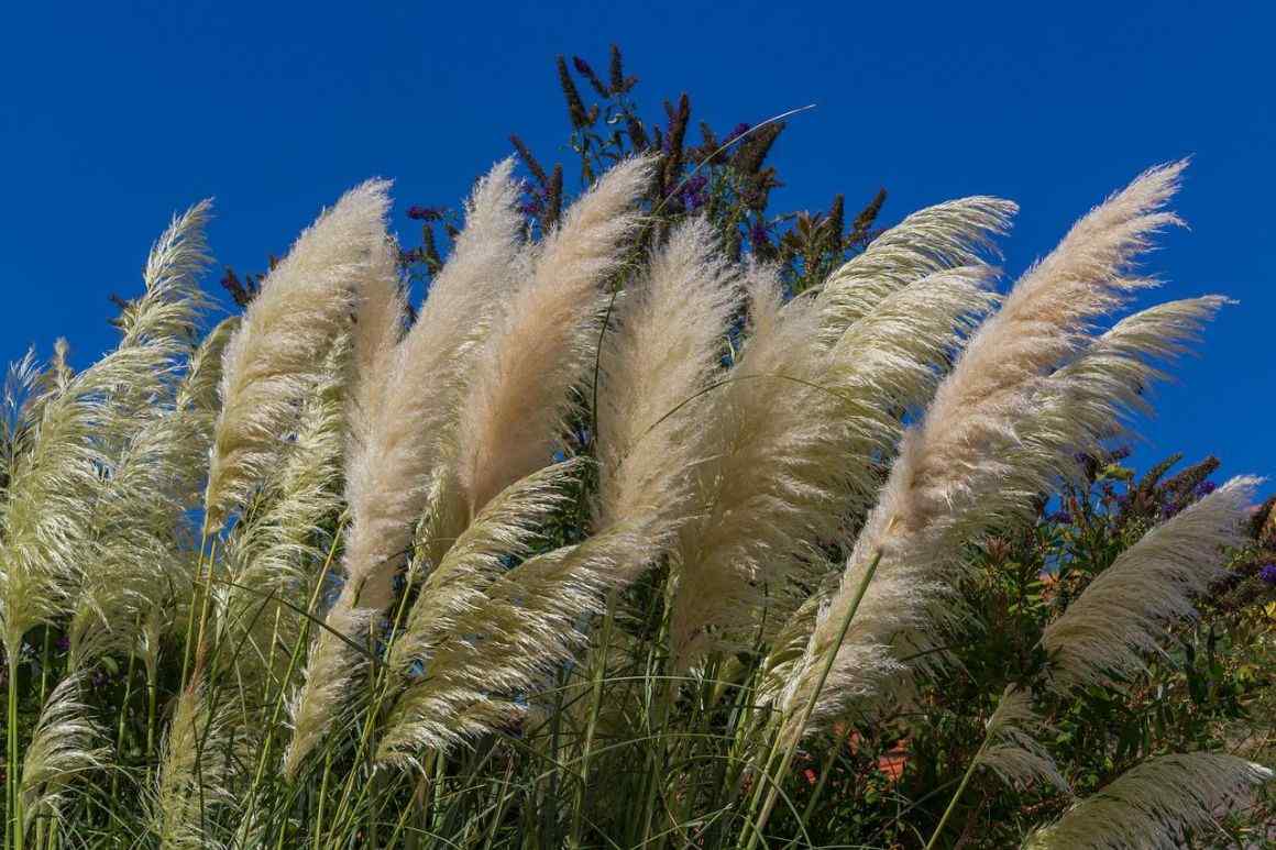 elephant-grass-all-about-pennisetum-purpureum-gardendi