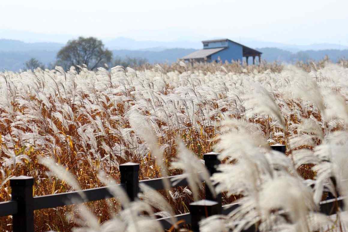 Flame Grass: Miscanthus Purpurascens Care Tips – Gardendi