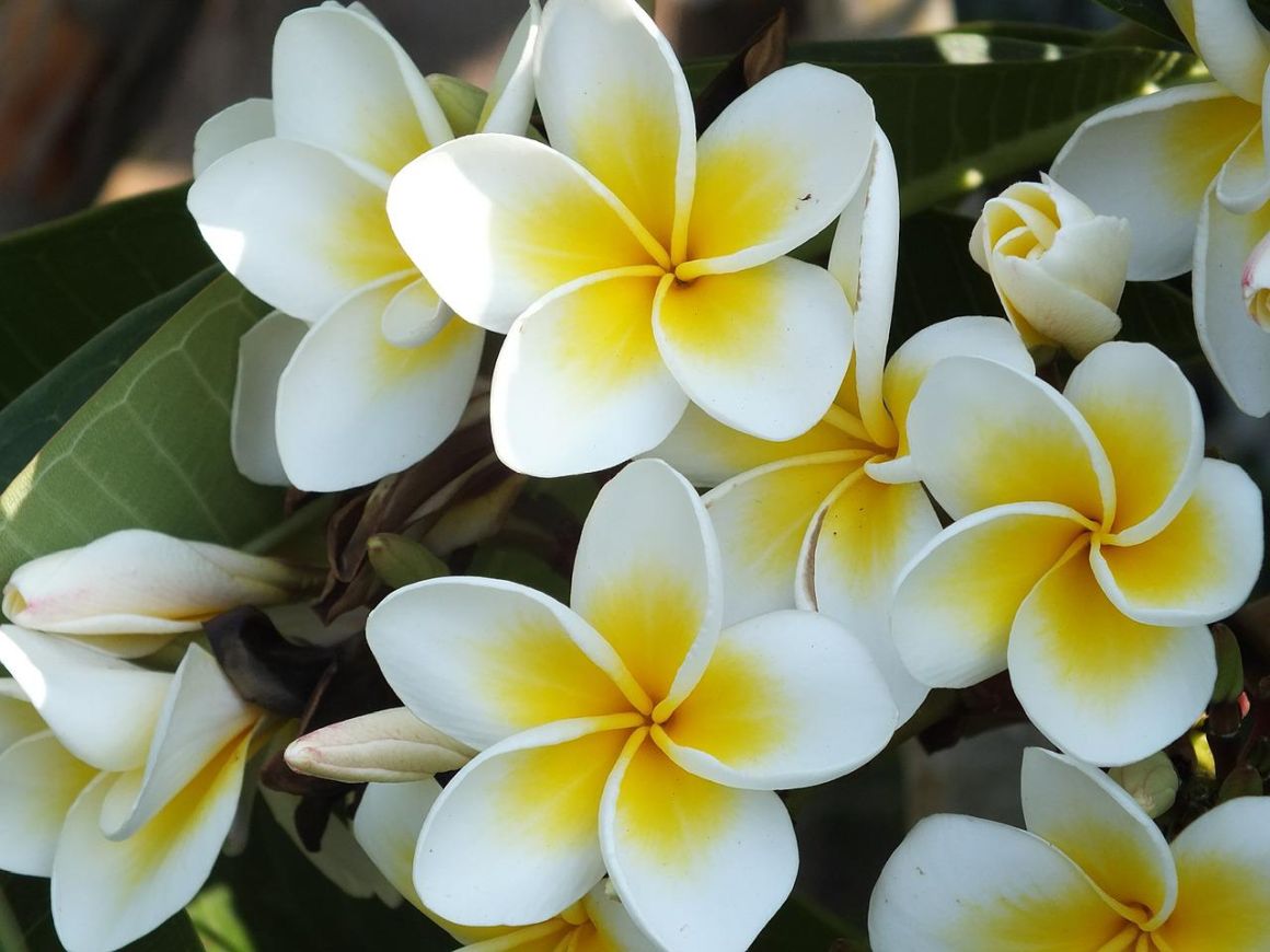 Hawaiian Flower Planting & Care Guide– Gardendi