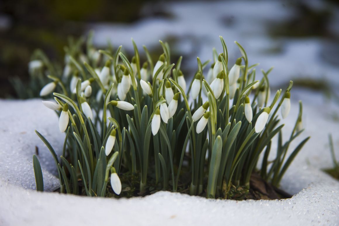 January Birth Flower Carnation and Snowdrop Gardendi