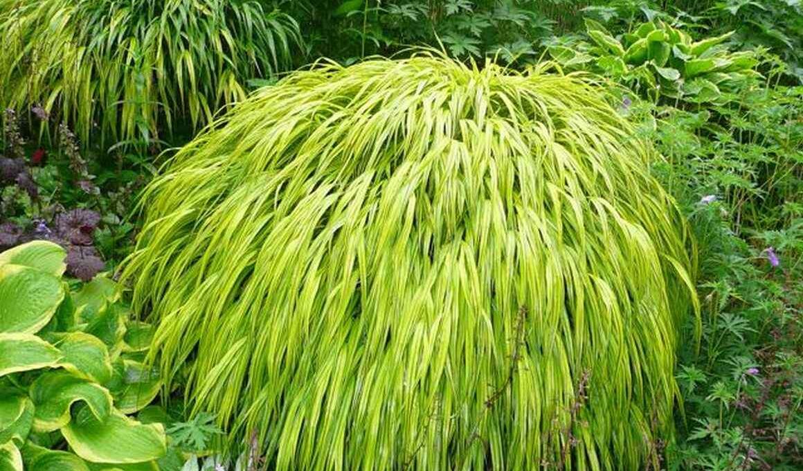 japanese forest grass