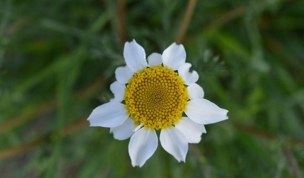 margarita flower