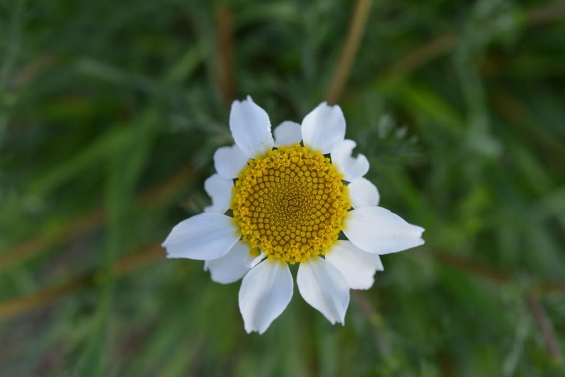 Margarita Flower. Marguerite Daisy Facts, Uses & Care Gardendi