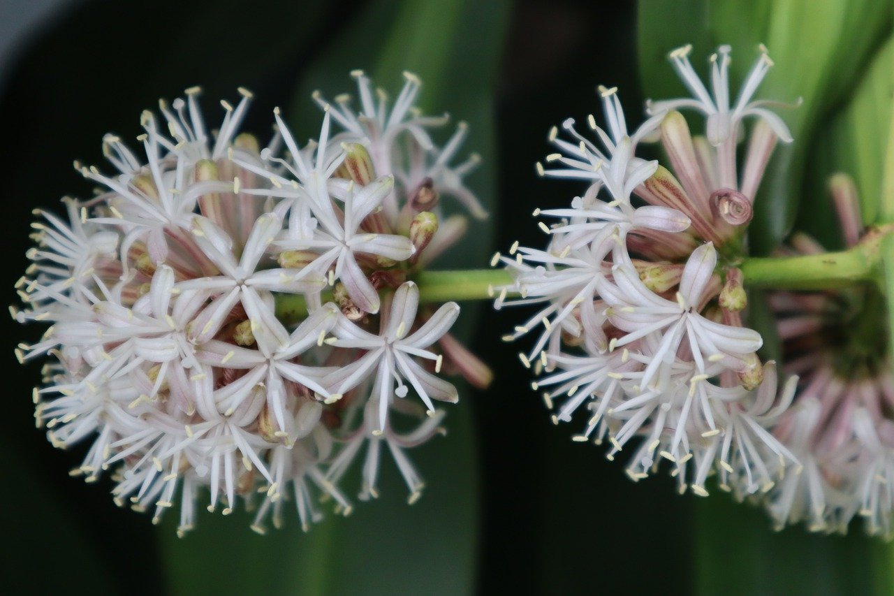 Mass cane plant outside