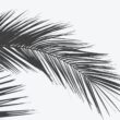 palm plant care