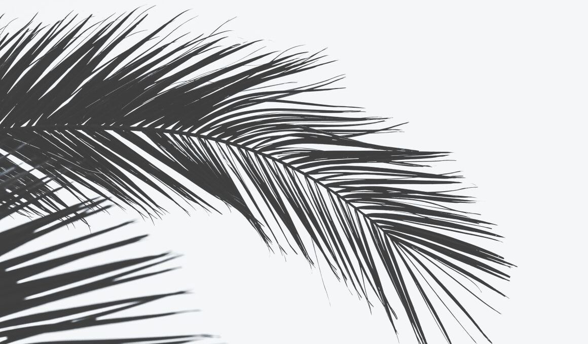 palm plant care