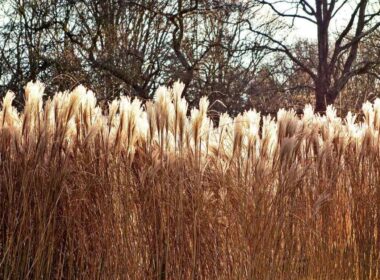 pampas grass