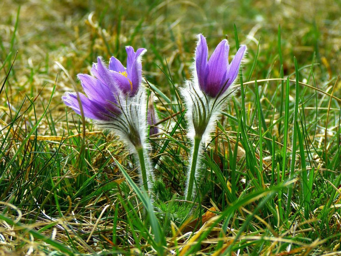 Pasque Flower Pulsatilla Vulgaris or Anemone Patens Gardendi