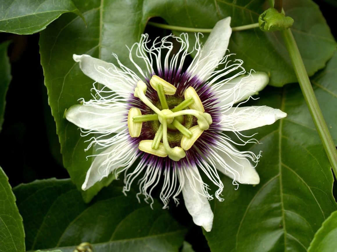 Passion Flower Vine Passiflora Facts & Care Tips Gardendi