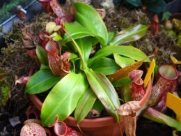 pitcher plant care