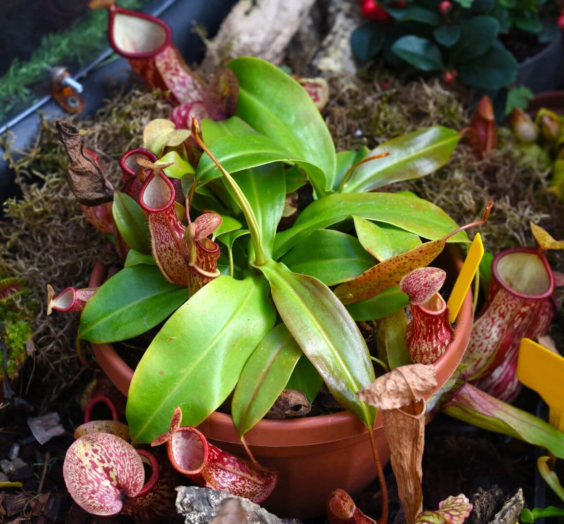 Pitcher Plant Care. Carnivorous Nepenthes Plant Info – Gardendi