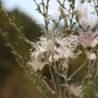 Prairie Smoke Flower