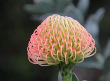 protea flower