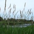 reed-canary-grass