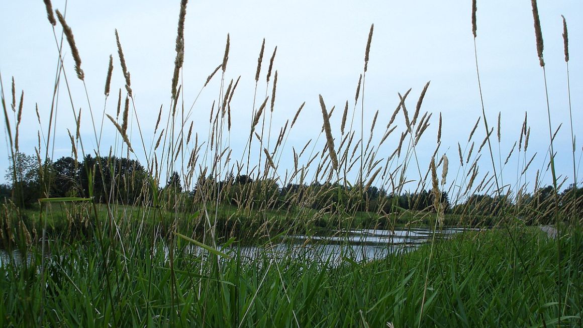 reed-canary-grass