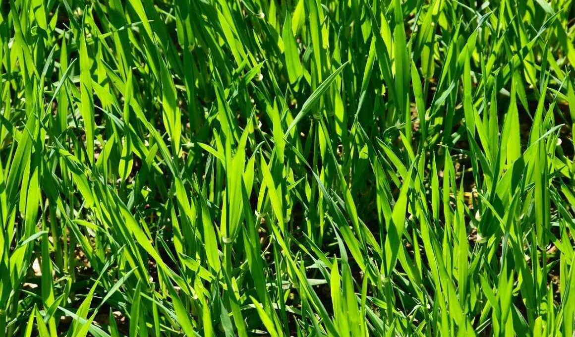 rye grass