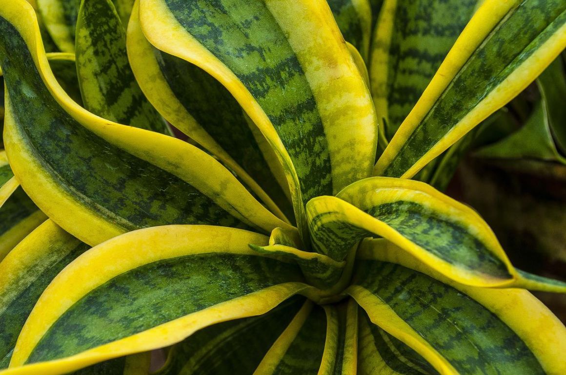 snake-plant-flower-getting-a-sansevieria-to-bloom-gardendi