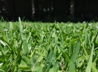 st augustine grass