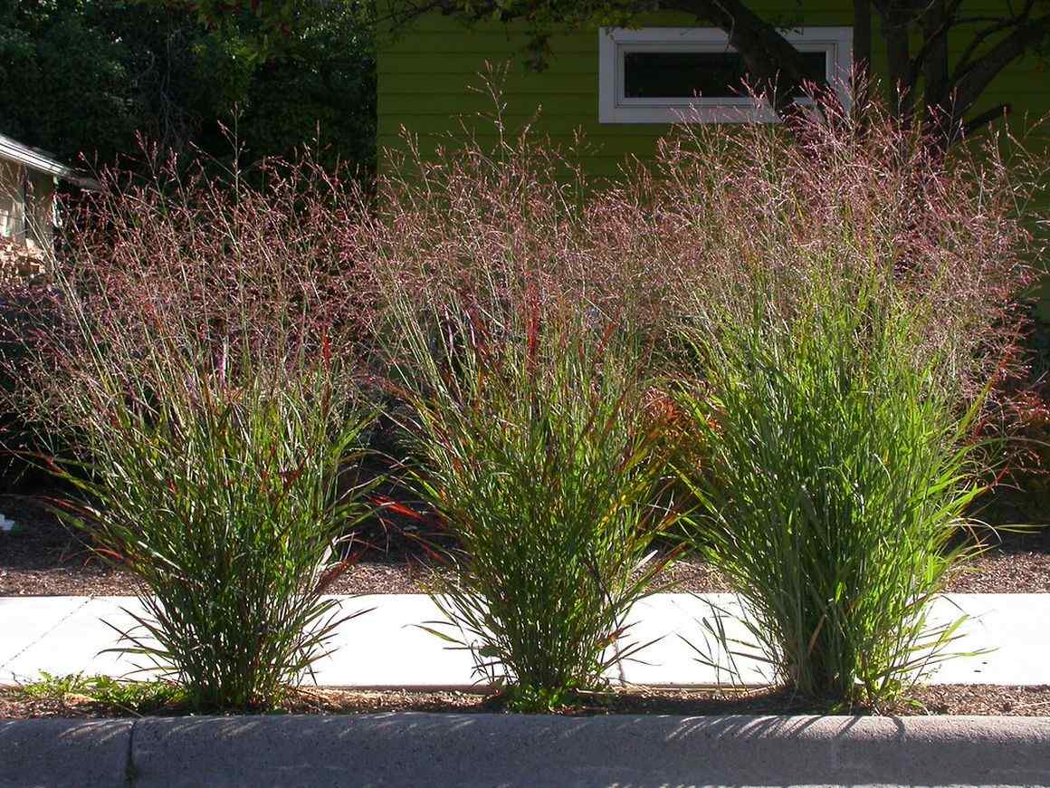 Switch Grass (Panicum Virgatum) Care Gardendi
