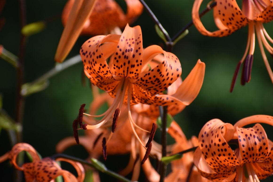 Tiger Lily Flower Growing Guide Gardendi