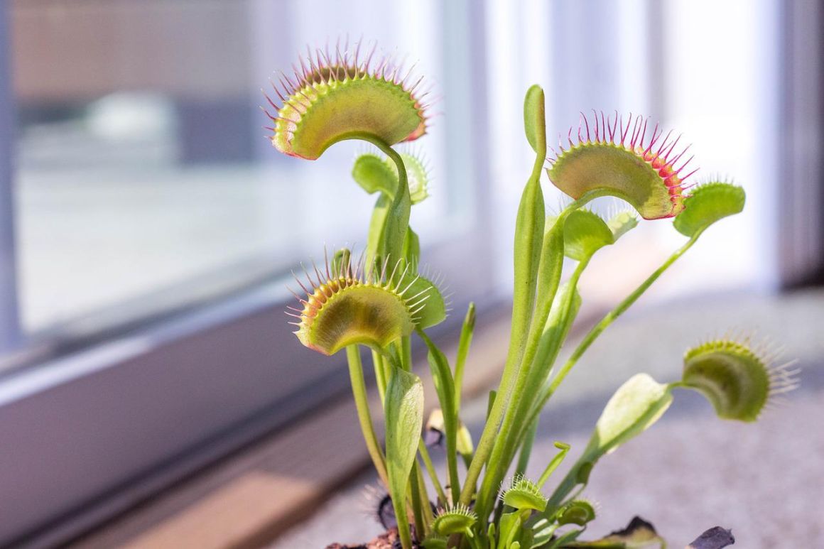 Venus Fly Trap Flower Dionaea Muscipula Gardendi