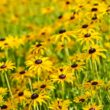 when to plant black eyed susan
