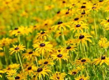 when to plant black eyed susan