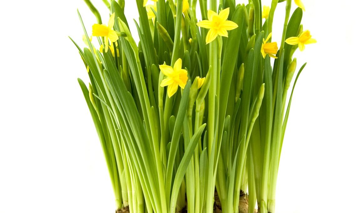 When to Plant Daffodil Bulbs