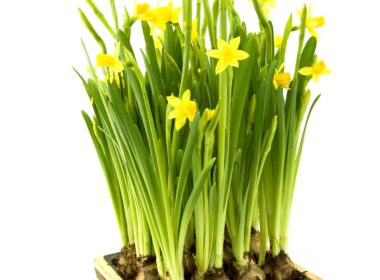 When to Plant Daffodil Bulbs