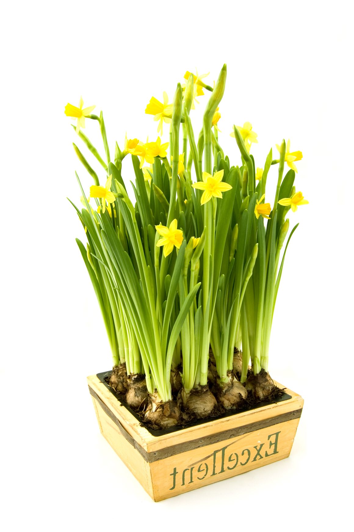 When to Plant Daffodil Bulbs? Growing Daffodil Flowers Gardendi