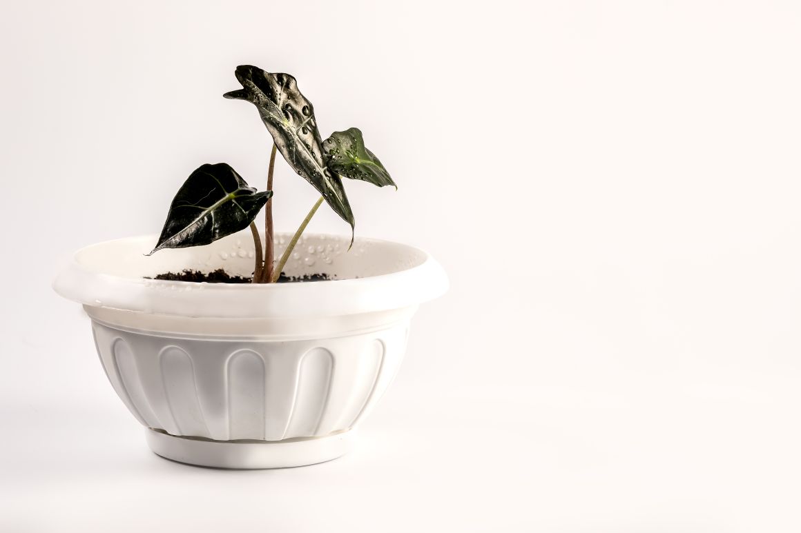 When to Plant Elephant Ear Bulbs and Care Tips Gardendi