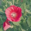 when to plant hollyhock seed