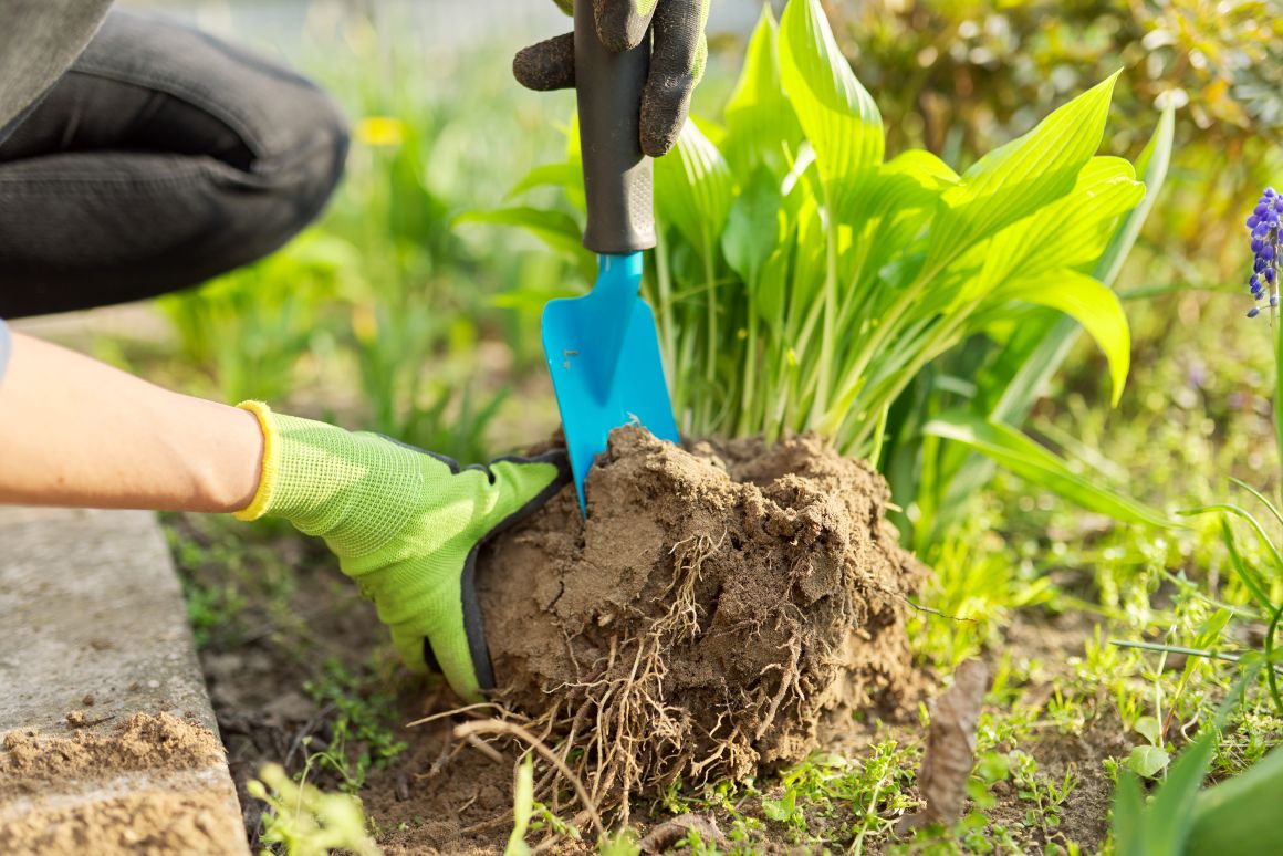 When to Plant Hostas? Best Time for Growing Hostas Gardendi