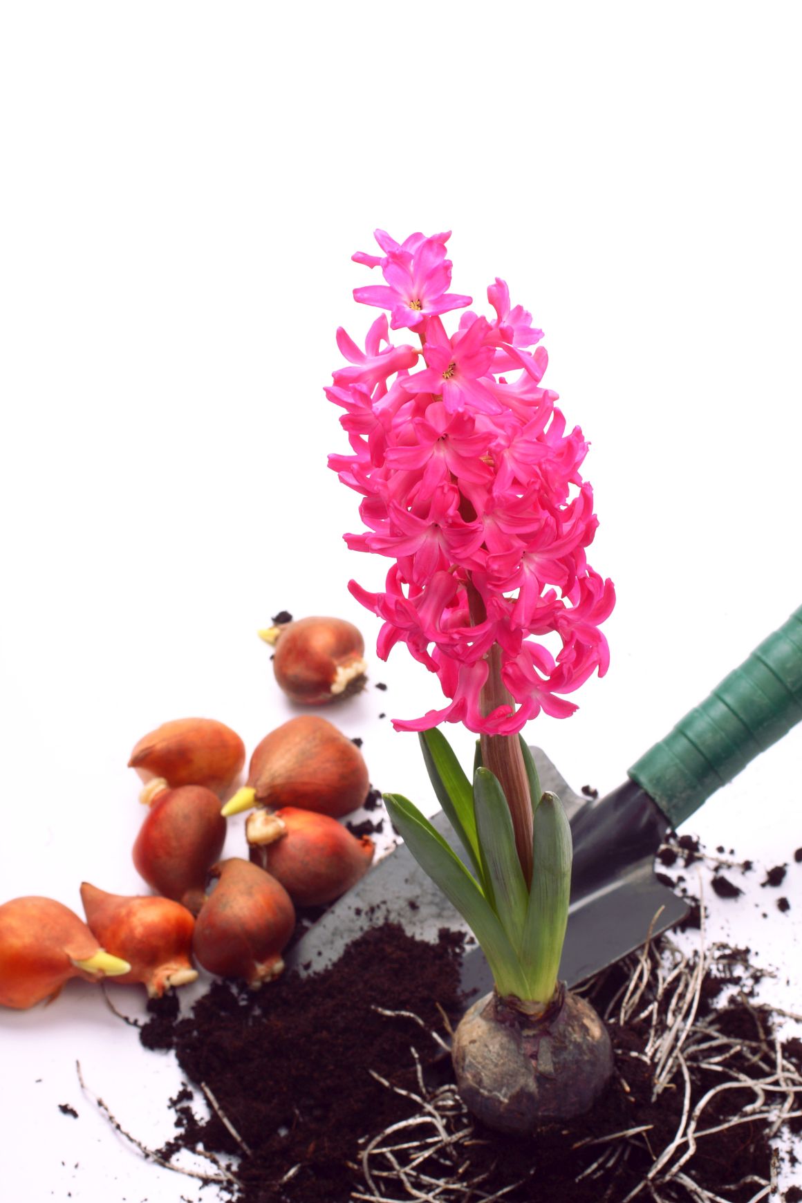 When to Plant Hyacinth Bulbs? Flower Guide Gardendi